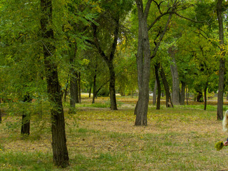 Fototapeta premium trees in the park