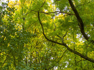 green leaves of tree