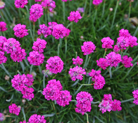 Fototapeta premium purple flowers.