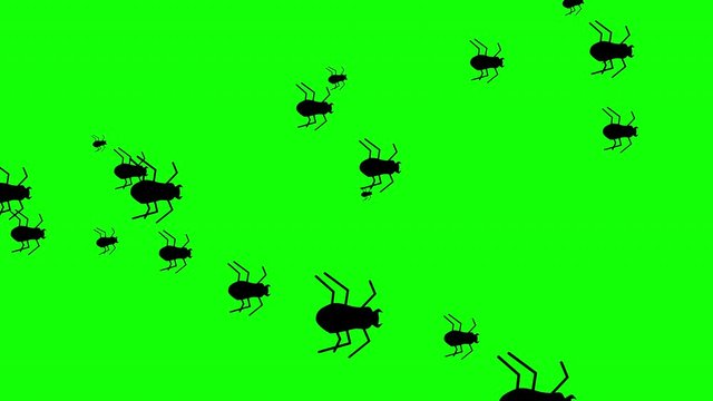 Colony of Large Creepy Flat Style Halloween Spiders running against a green background. 4k
