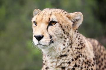 Obraz na płótnie Canvas wild cheetah, South Africa.