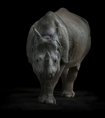 Obraz premium rhino.