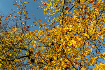  Yellow autumn leaves against the blue sky