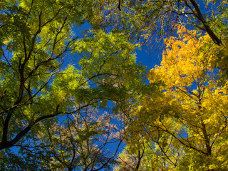 yellow tree in autumn