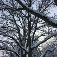 Silhouettes of beautiful snowy oak tree branches in front of the clear, light blue sky. A cold and sunny day in winter. Quiet and peaceful atmosphere.