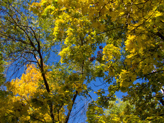 Obraz premium yellow tree in autumn