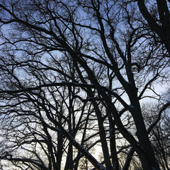 Silhouettes of beautiful oak tree branches without leaves in front of the clear, light blue sky. A cold and sunny day in winter. Quiet and peaceful atmosphere.