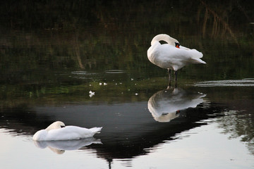 seagull on water