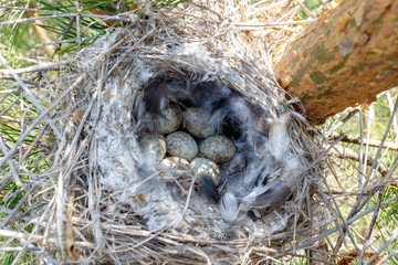 Lanius excubitor. The nest of the Great Grey Shrike in nature.