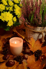 Wrzos chryzantema świeczka znicz na liściach jesień - obrazy, fototapety, plakaty