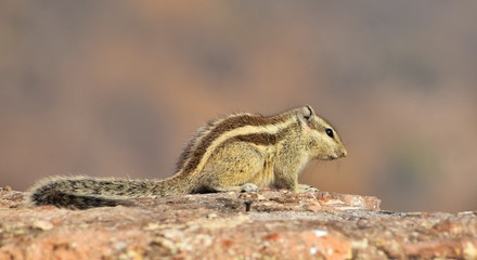 chipmunk on a rock