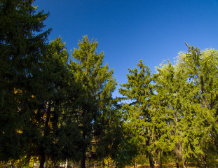 trees and blue sky