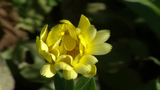 Ein kleines Insekt mit langem Stachel krabbelt in der gelben Ringelblume