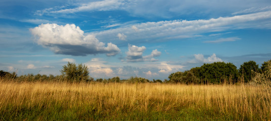 Field and sky. Landscape. Clouds and blue sky over the yellow field.