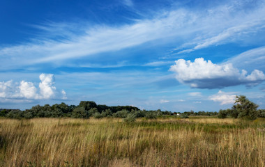 Fototapeta premium Field and sky. Landscape. Clouds and blue sky over the yellow field.