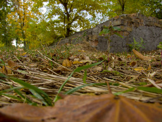 tree in the forest