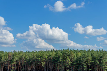 Sosnovіy forest. Landscape. Clouds and sky.