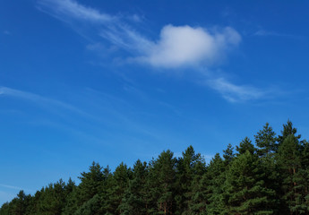 Fototapeta na wymiar Sosnovіy forest. Landscape. Clouds and sky.