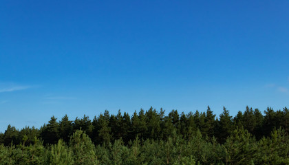 Fototapeta premium Sosnovіy forest. Landscape. Clouds and sky.