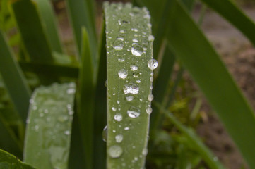 dew on a leaf