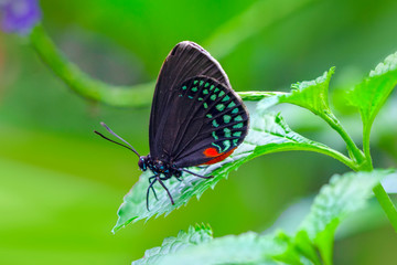 Closeup beautiful butterfly in a summer garden