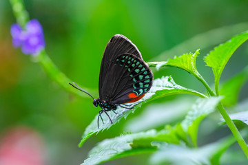 Closeup beautiful butterfly in a summer garden