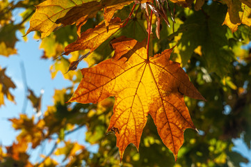 Colorful autumn maple leaves on a tree branch. Soft close-up photo