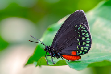 Obraz na płótnie Canvas Closeup beautiful butterfly in a summer garden