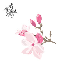 Magnolia-tree flower isolated on white background. Contour silhouette of a flowering branch.