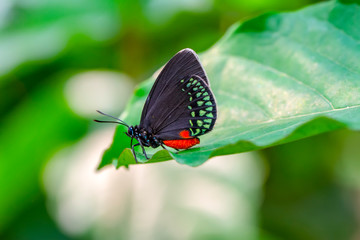 Closeup beautiful butterfly in a summer garden