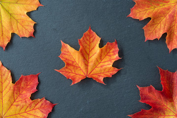 Four orange and yellow maple leaves on corners of a gray slate tile, as a fall nature background