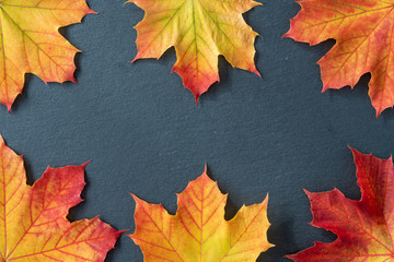 Six orange and yellow maple leaves on borders of a gray slate tile, as a fall nature background