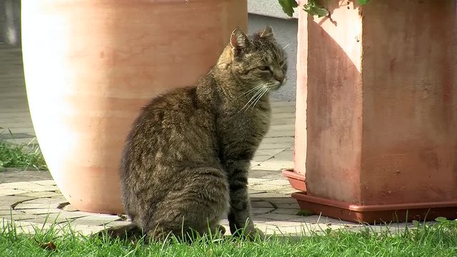 Der grau getigerte Kater ruht sich aus
