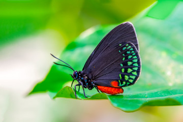 Closeup beautiful butterfly in a summer garden