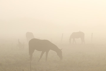 Fototapeta na wymiar Pferde im Nebel