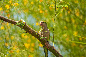 Illuminated by sun green tree with a parrot sitting on branch, Spain