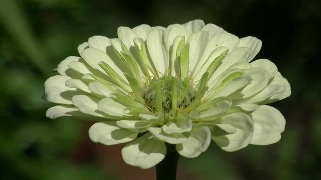 Eine wei&szlig;e Zinnie mit leichtem "Gr&uuml;nton" bewegt sich im Wind (Nahaufnahme)