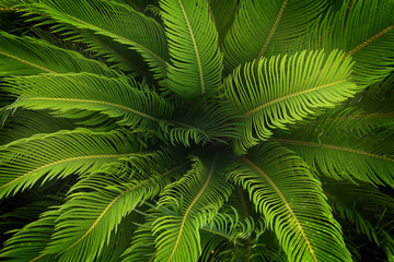 Fototapeta na wymiar beautiful natural plant with bright green colours.