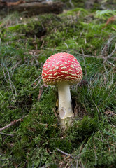 Fliegenpilz 10