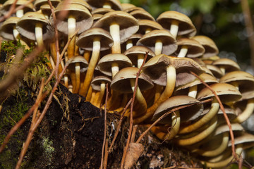 colony of mushrooms, fruiting bodies on a stump in the forest