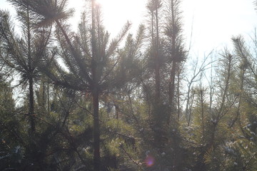 beautiful winter forest in december