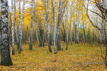 Fototapeta premium Autumn in a birch grove