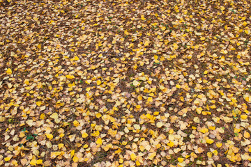 Autumn birch foliage on the ground