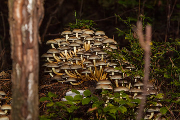 colony of mushrooms, fruiting bodies on a stump in the forest