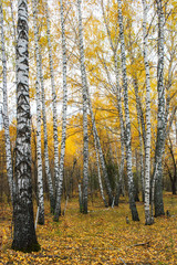 Autumn in a birch grove