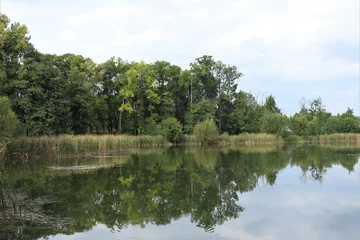 body of water along the banks of which reeds and tall trees grow © Ruslan