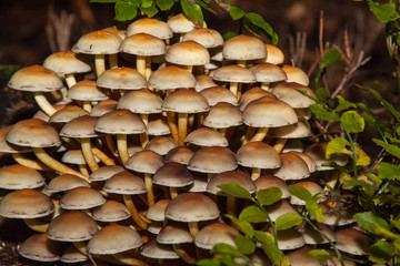 colony of mushrooms, fruiting bodies on a stump in the forest