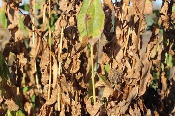 dry grass, dried earth, yellow grass