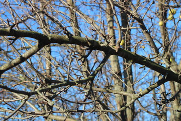 Autumn harvest of pears. Sunny day in autumn