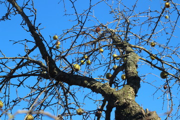 Autumn harvest of pears. Sunny day in autumn